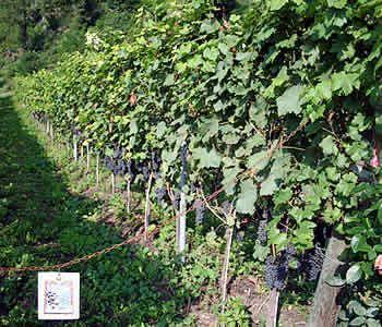 Mas Dei Chini Alloggio per agriturismo Trento